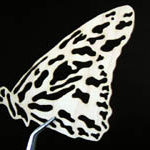 laser cut veneer laser cut veneer